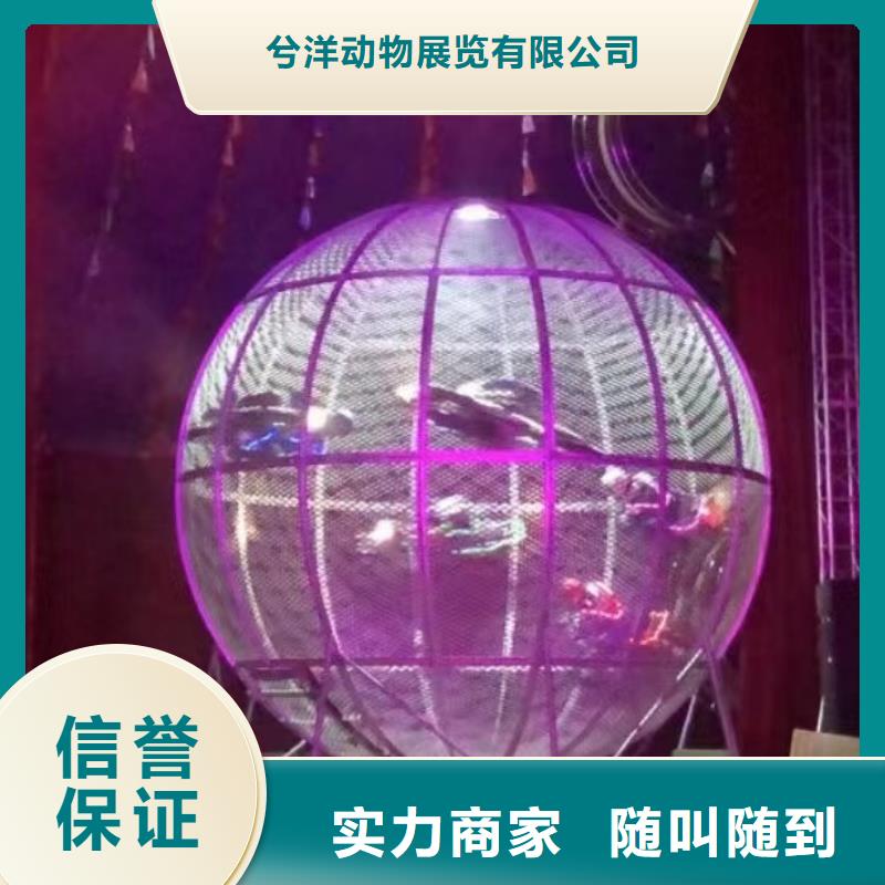哪里有出租動物的商場活動