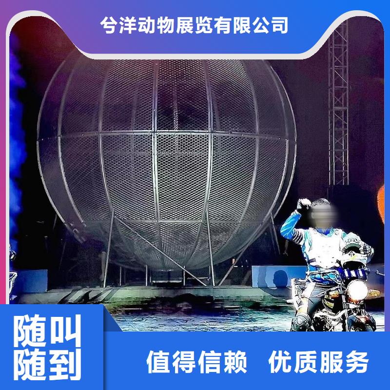 马戏团/羊驼【企鹅演出】质优价廉