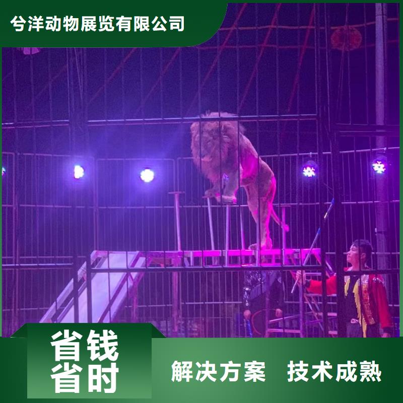 马戏团/羊驼动物表演租赁值得信赖