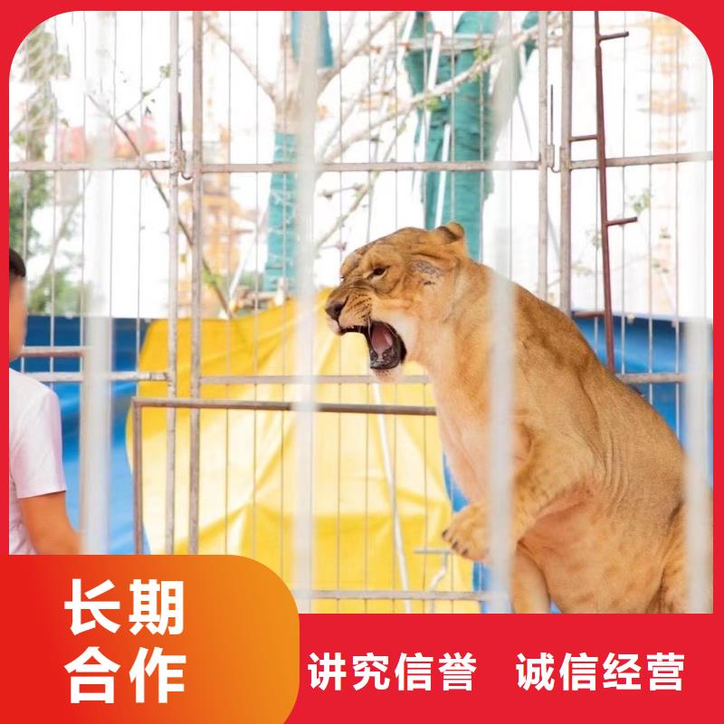 哪里有租賃羊駝的_支持定制