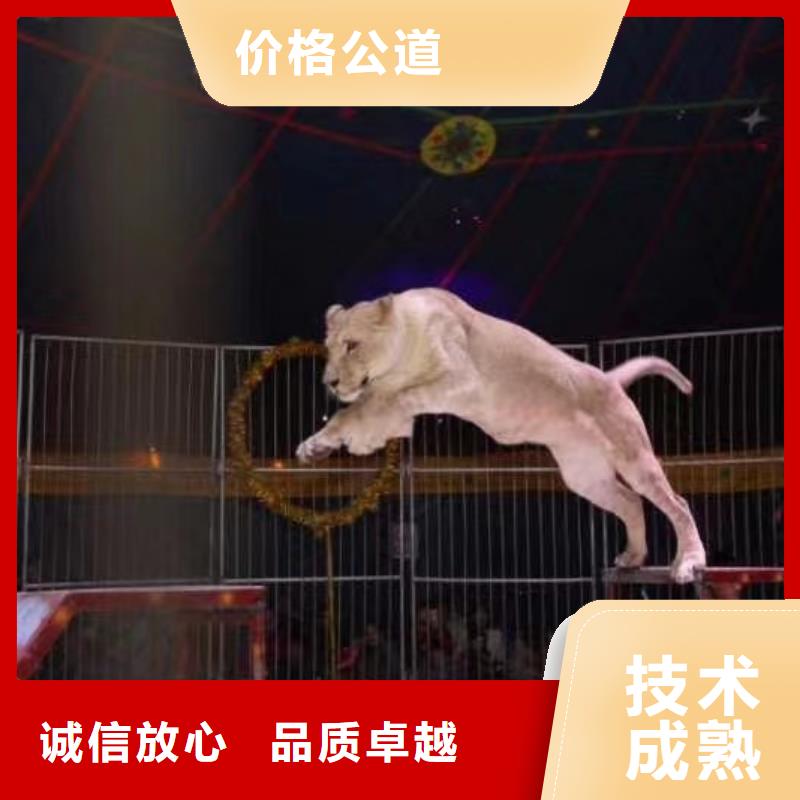 馬戲團/羊駝,美人魚表演靠譜商家
