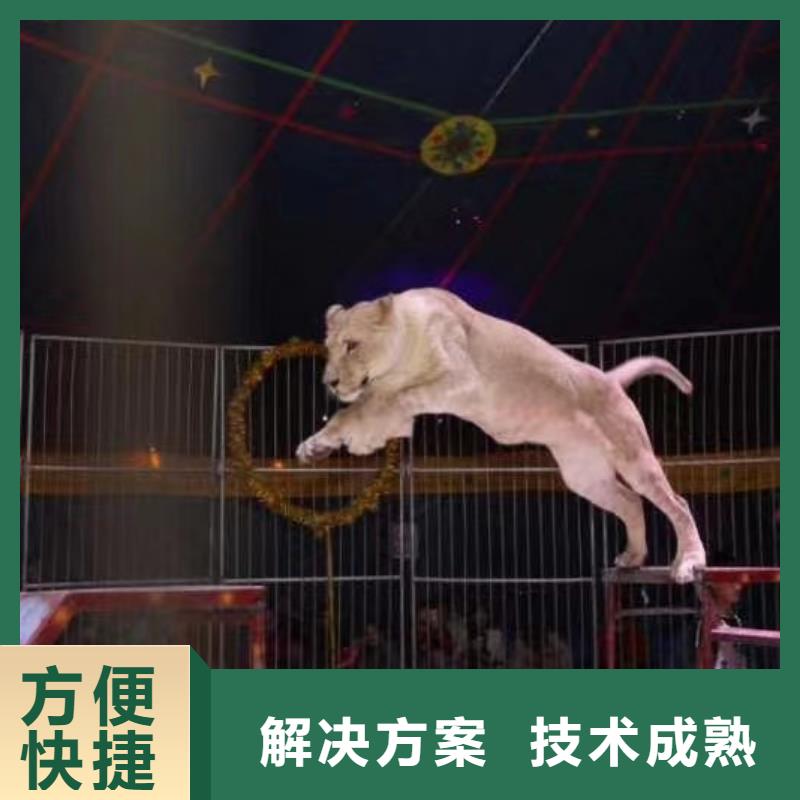 马戏团/羊驼企鹅出租表演注重质量