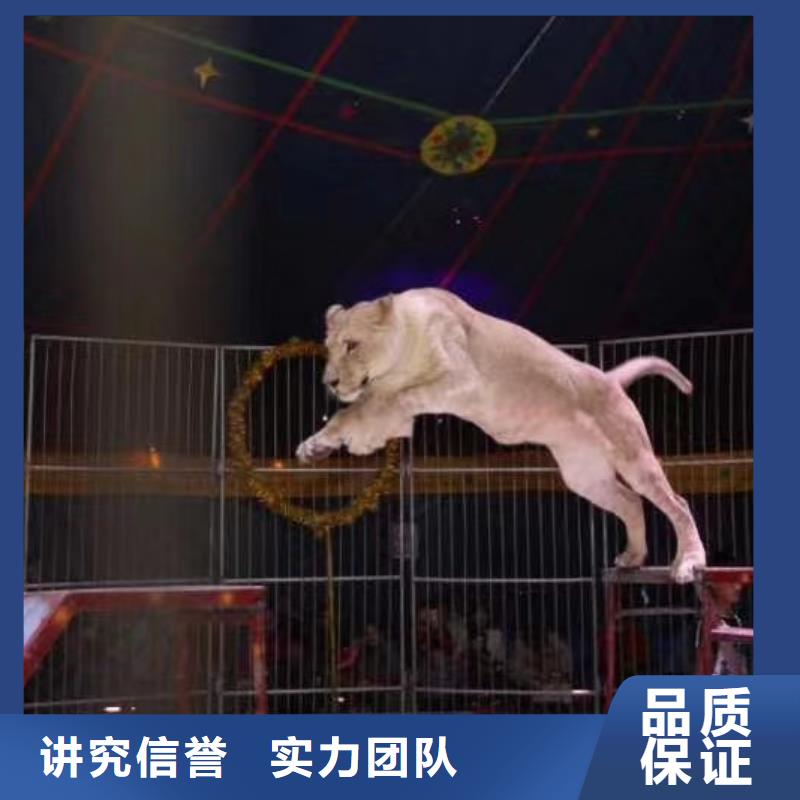 马戏团/羊驼,海狮表演租赁好评度高