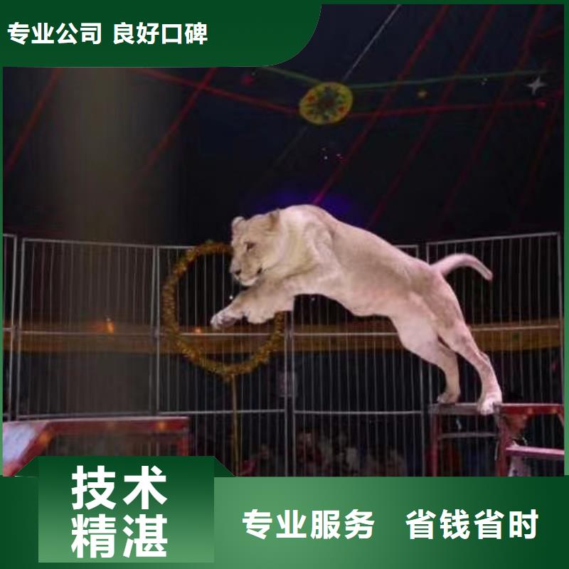 【馬戲團/羊駝,【海獅表演出租】技術可靠】