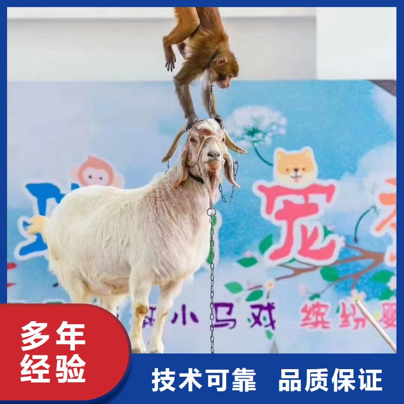 馬戲團表演出租一手資源