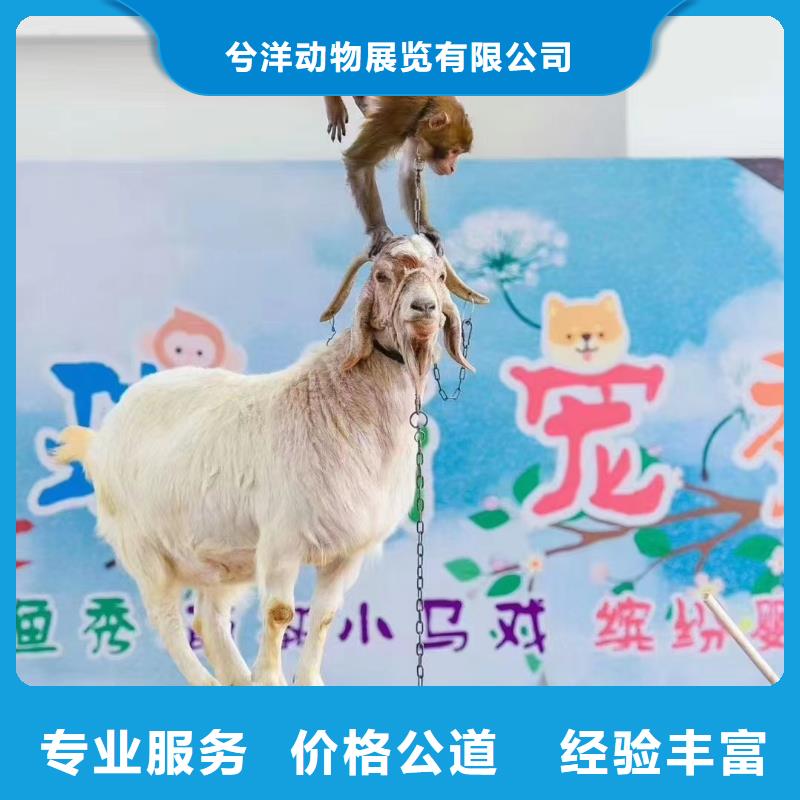 羊駝租賃正規(guī)廠家