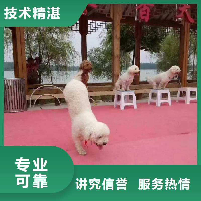 【馬戲團(tuán)/羊駝】海獅表演出租高性價(jià)比