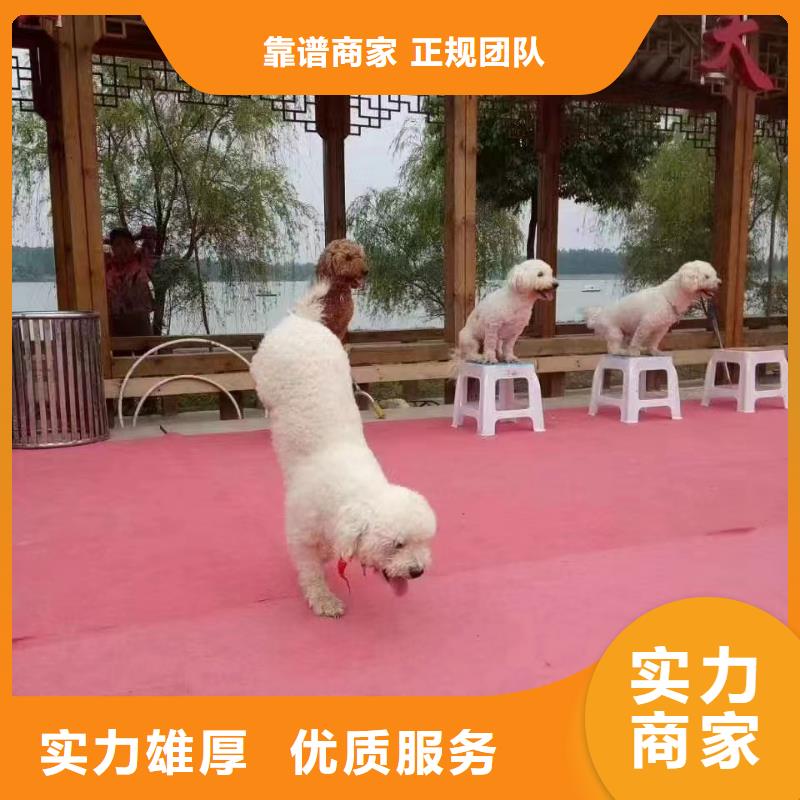 馬戲團/羊駝【羊駝出租】信譽良好