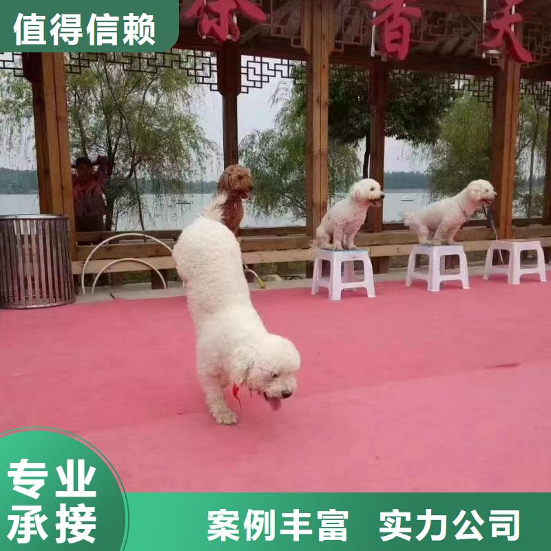動物表演出租品種多