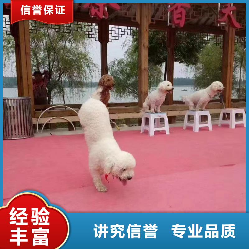 哪有出租羊駝的暖場活動