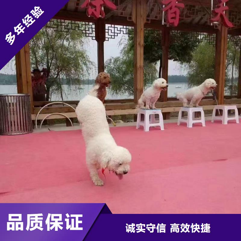 馬戲團表演出租咨詢電話
