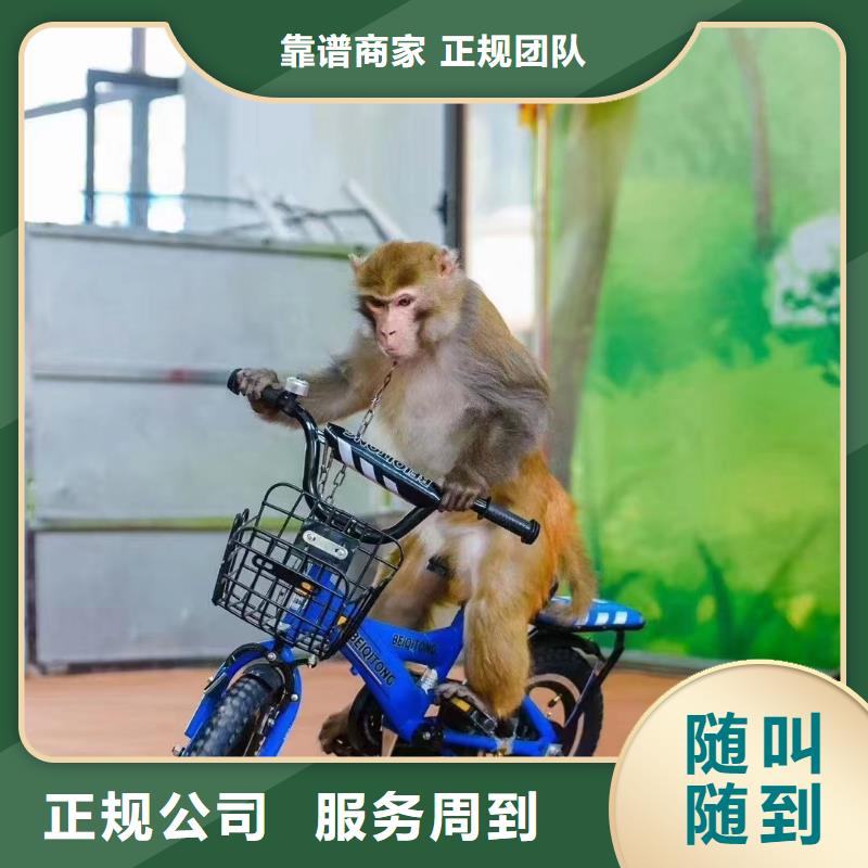 马戏团/羊驼马戏团表演出租品质优