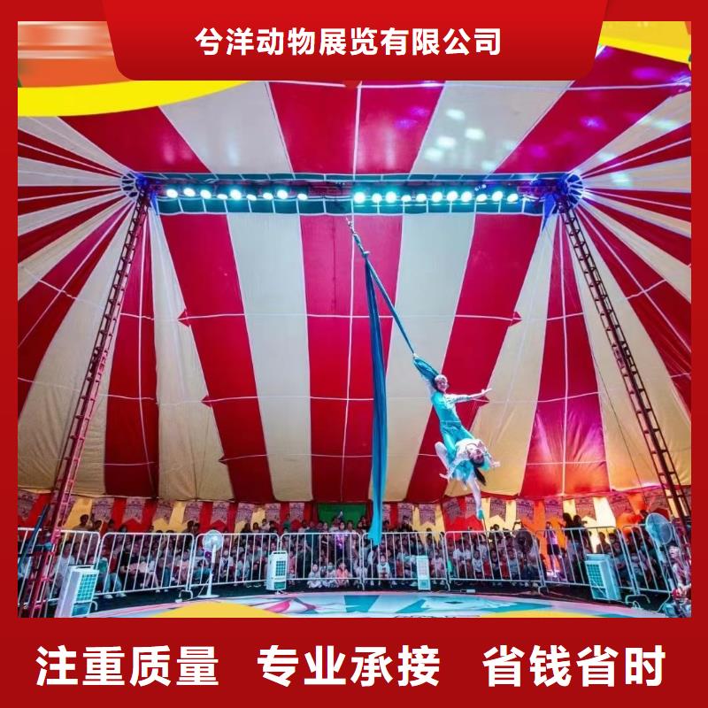 马戏团/羊驼 马戏团表演出租租赁先进的技术
