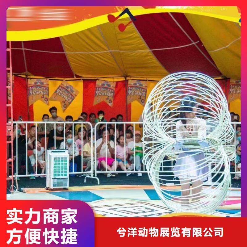 马戏团/羊驼 马戏团表演出租租赁先进的技术