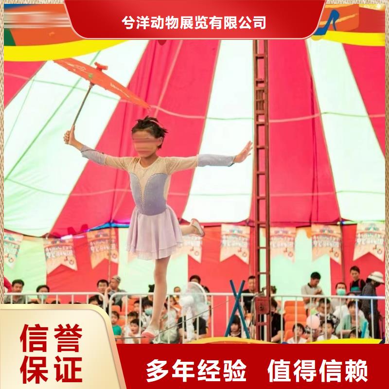 马戏团/羊驼 马戏团表演出租租赁先进的技术