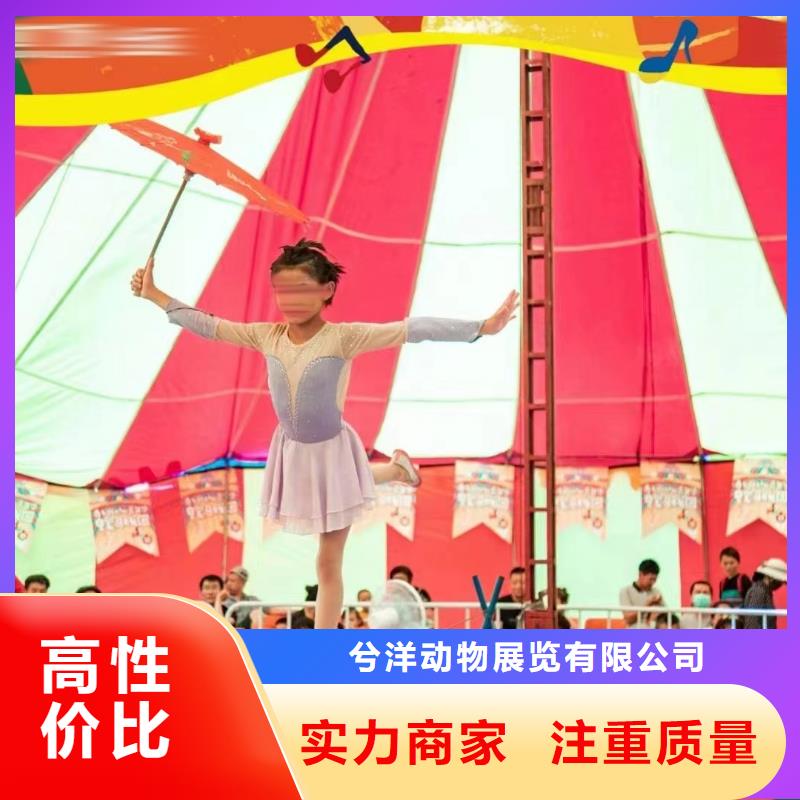马戏团/羊驼出租表演海狮欢迎询价