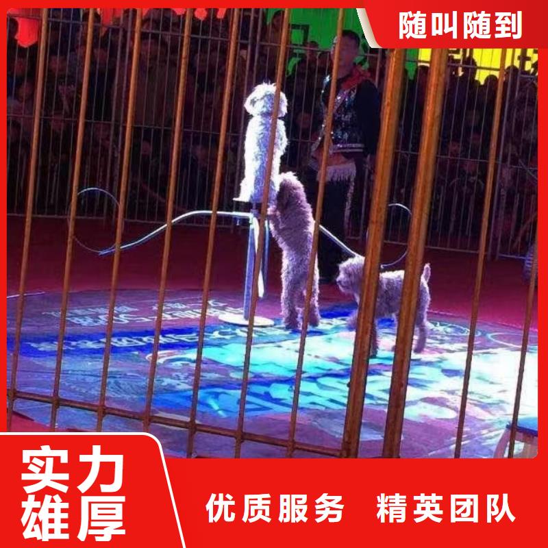 马戏团/羊驼,海狮表演出租免费咨询