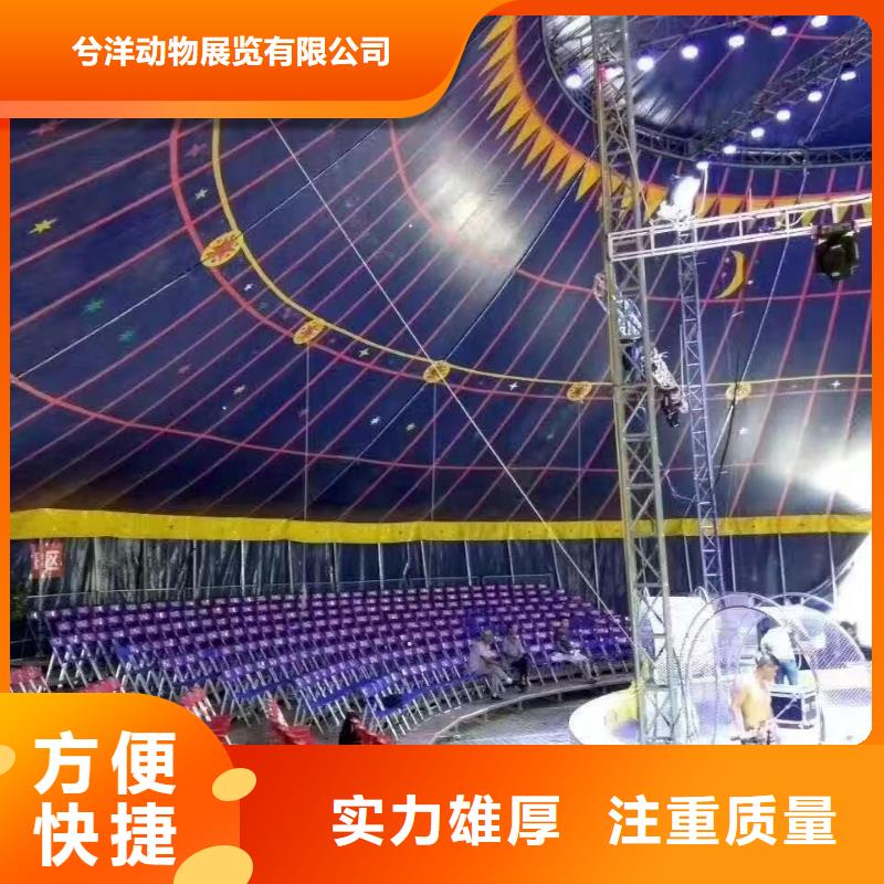 马戏团/羊驼【出租海狮表演】品质优