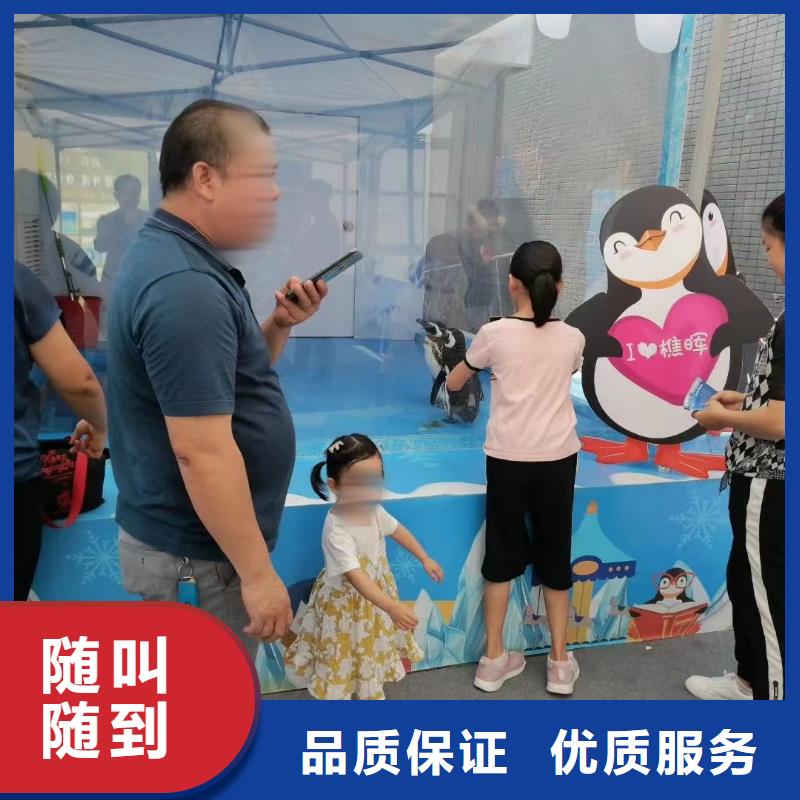 海洋主题动物表演海狮表演出租良好口碑