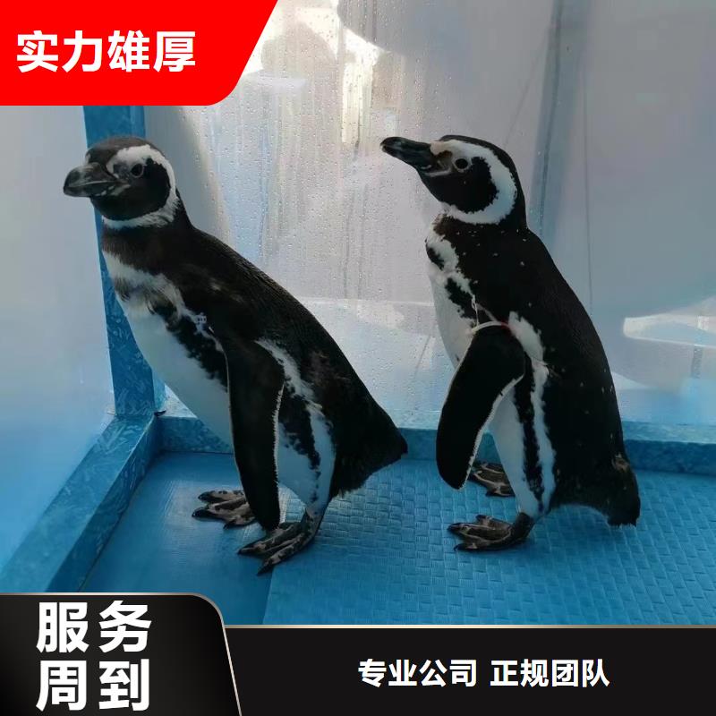 海洋主题动物表演【海狮表演】知名公司