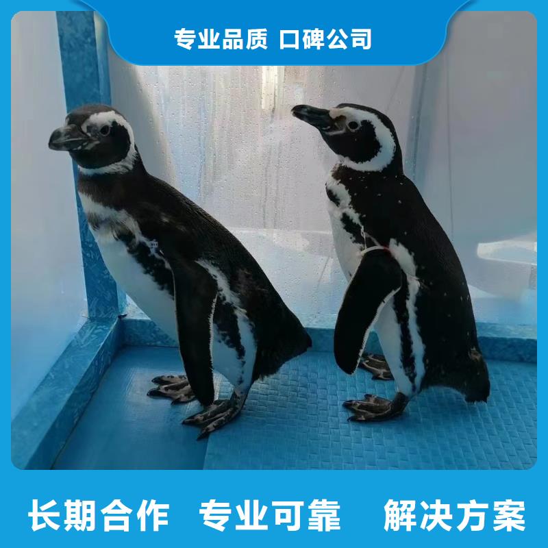 海洋主題動物表演小香豬寵物出租免費咨詢
