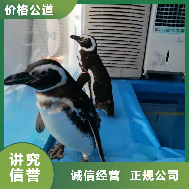 海洋主題動物表演鸚鵡表演租賃服務熱情