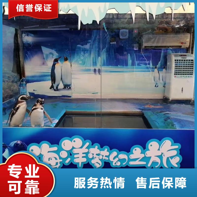 【海洋主題動物表演】觀賞性羊駝租賃案例豐富