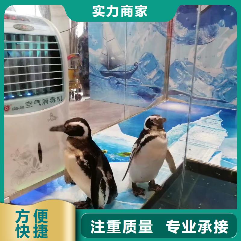 海洋主題動物表演羊駝出租多年行業(yè)經(jīng)驗