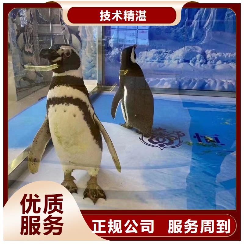 海獅表演租賃