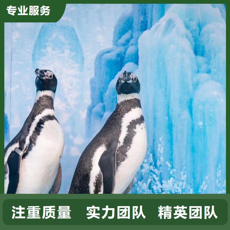 海洋主題動物表演 馬戲團表演放心之選