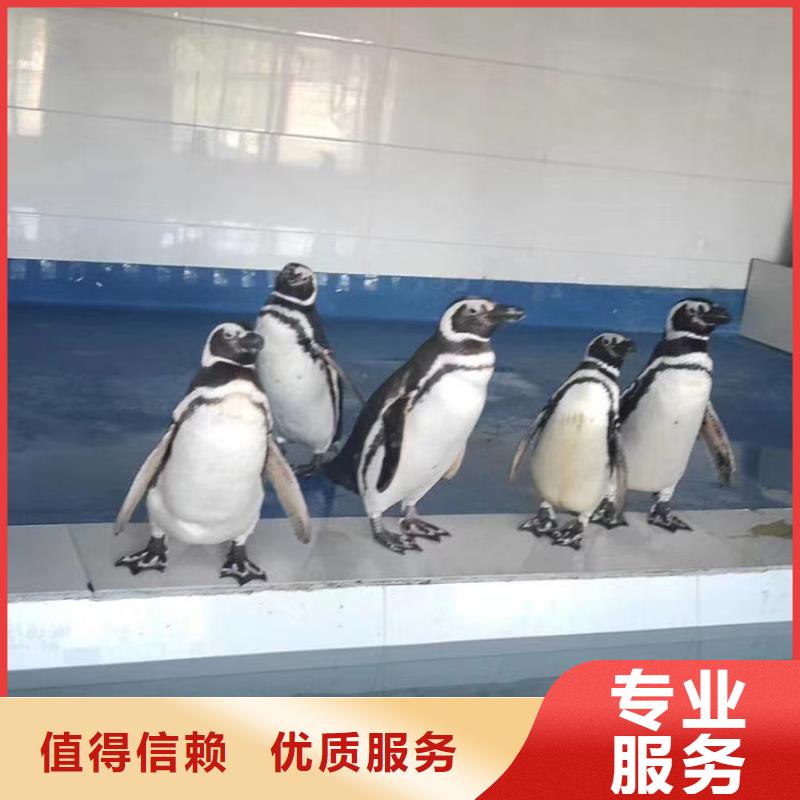 海洋主題動物表演,草泥馬羊駝租賃實力雄厚