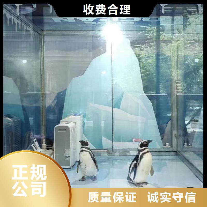 美人魚表演出租