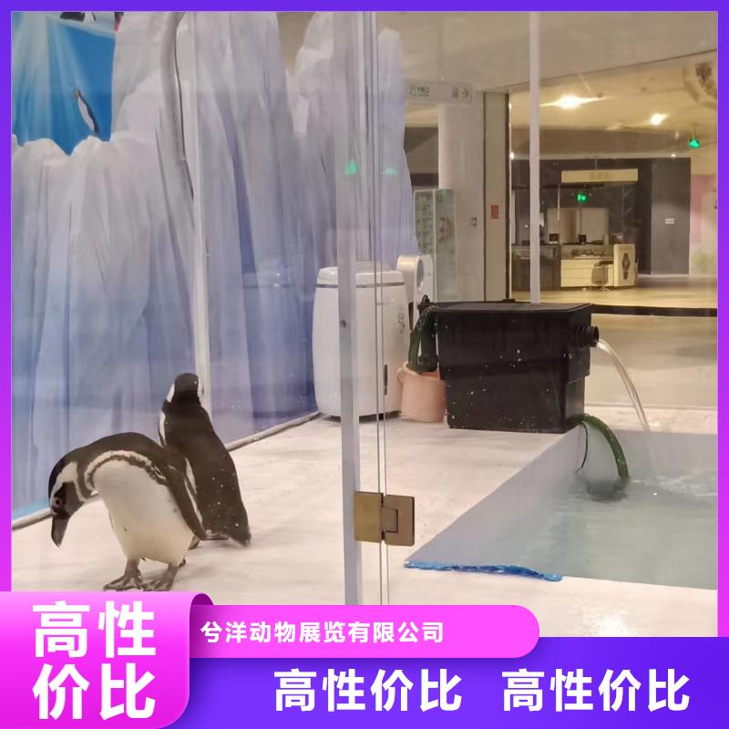 哪有出租企鵝的