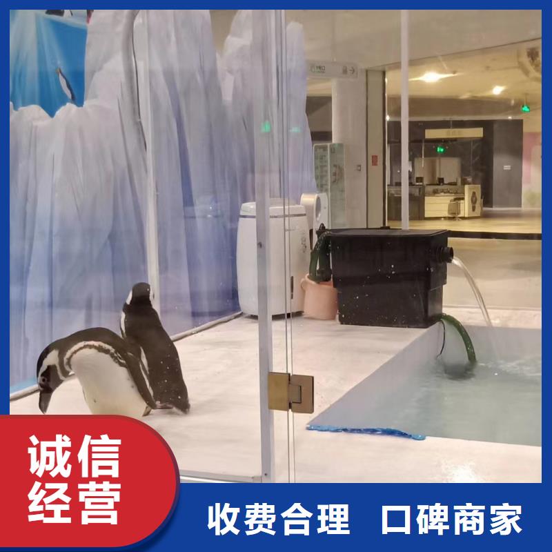 【海洋主題動物表演】觀賞性羊駝租賃案例豐富