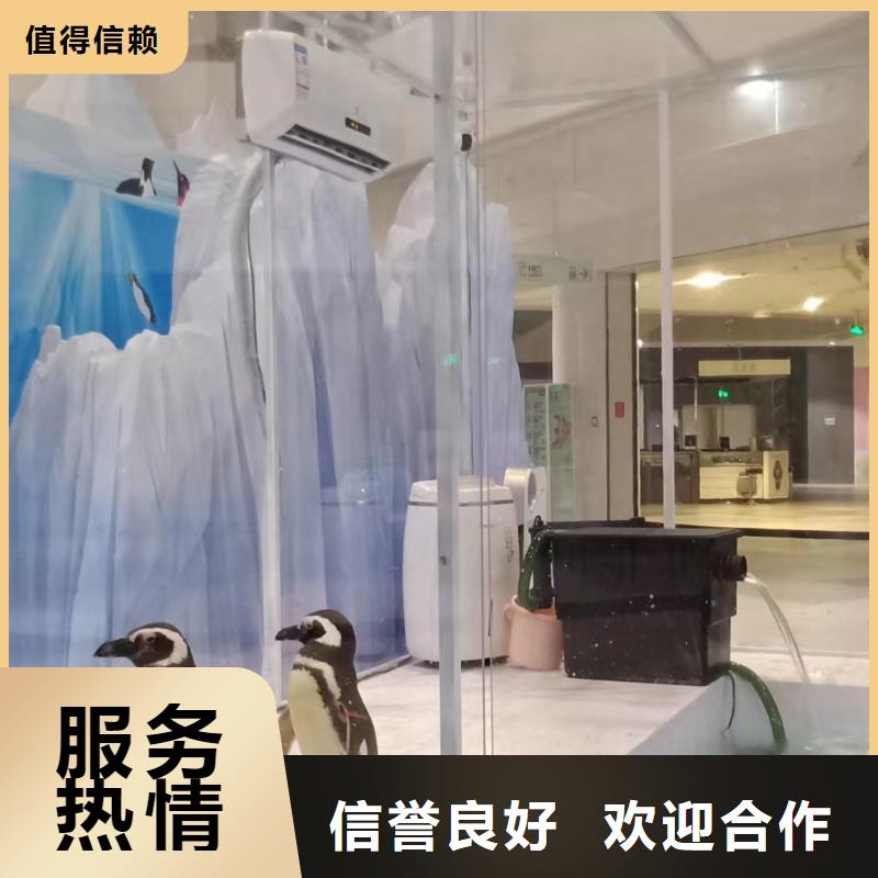 海洋主題動物表演雜技表演租賃服務行業口碑好