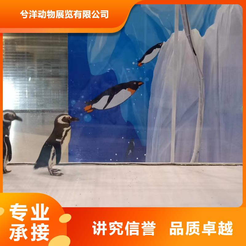 【海洋主題動物表演】-馬戲團出租 技術成熟