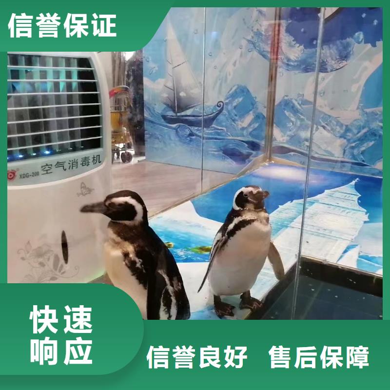 出租海獅表演價格