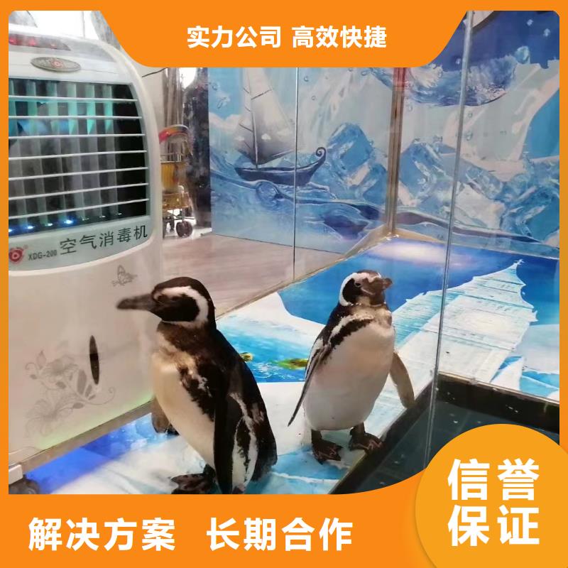 海洋主题动物表演环球飞车表演出租公司