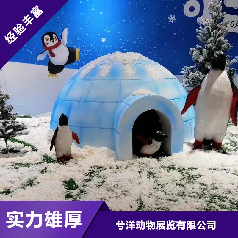 海洋主題動物表演【海獅表演出租】歡迎詢價