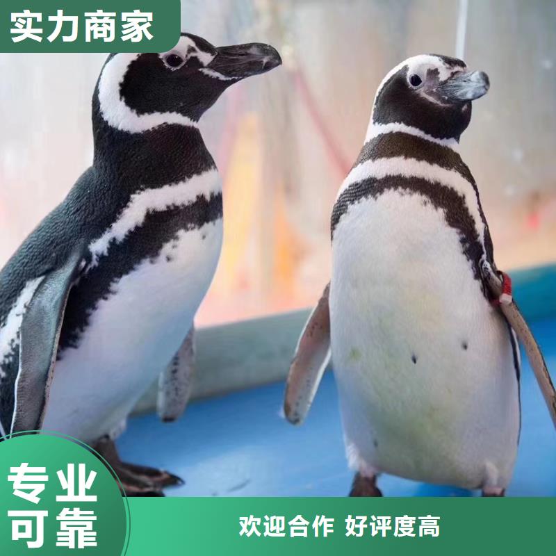 海洋主题动物表演动物杂技表演齐全