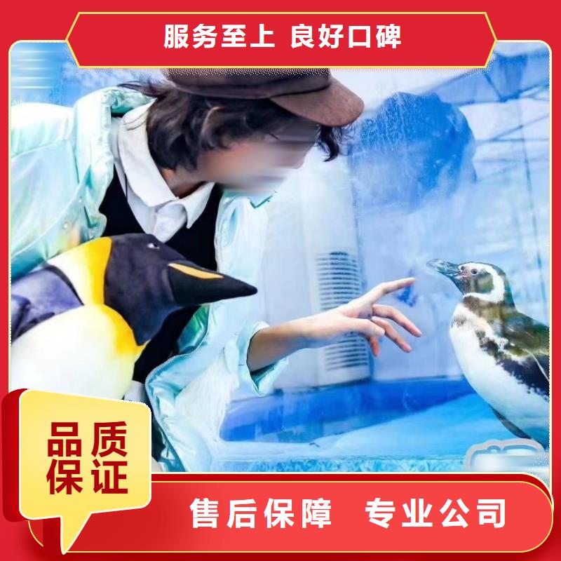 海洋主题动物表演杂技表演租赁服务多年行业经验