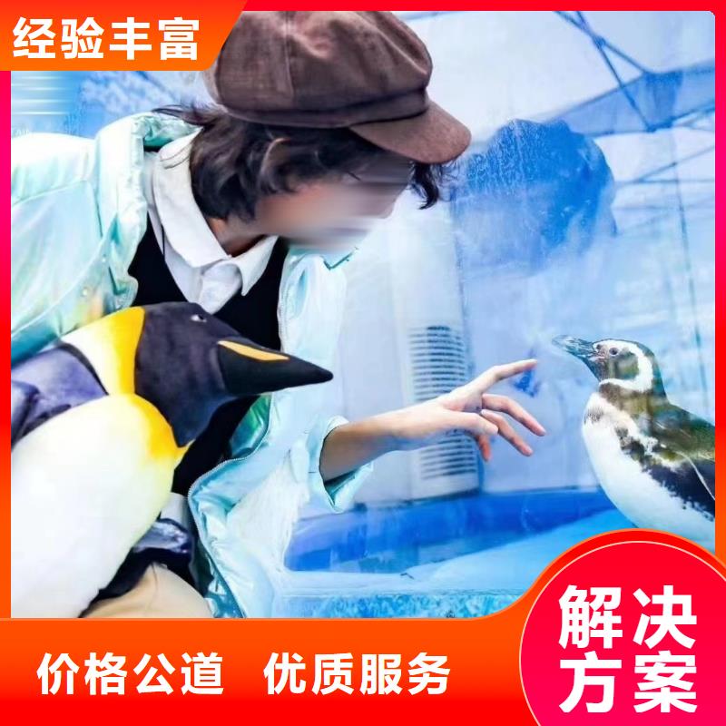 海洋主题动物表演吉祥百鸟展技术比较好