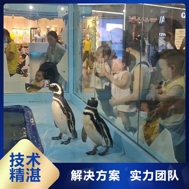 活體企鵝出租暖場活動