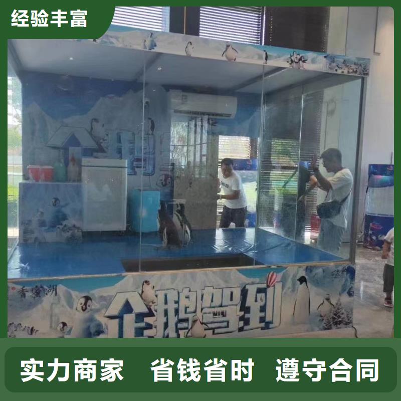 海狮表演出租视频-海狮表演出租-兮洋动物展览(辽宁省分公司)服务区域辽阳|营口|沈阳|本溪|鞍山|大连|丹东