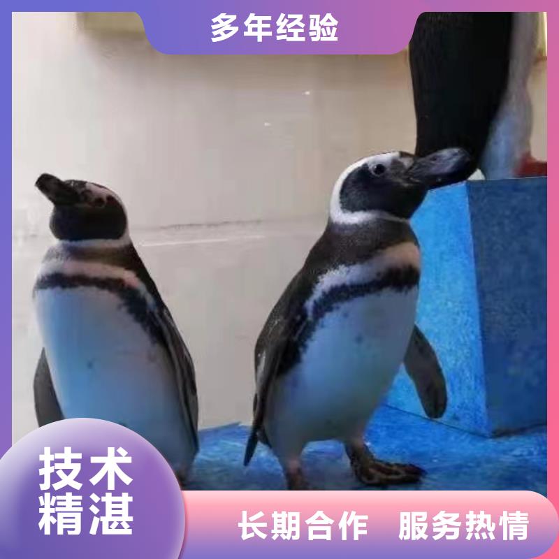 企鵝租賃暖場氣氛