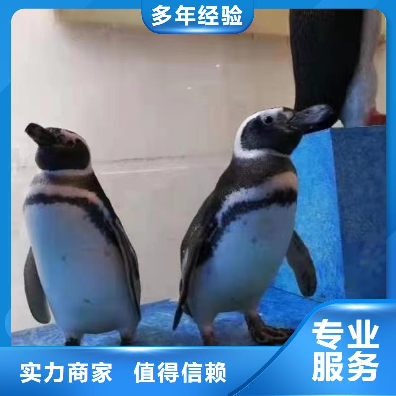 周邊企鵝出租公司價格優惠