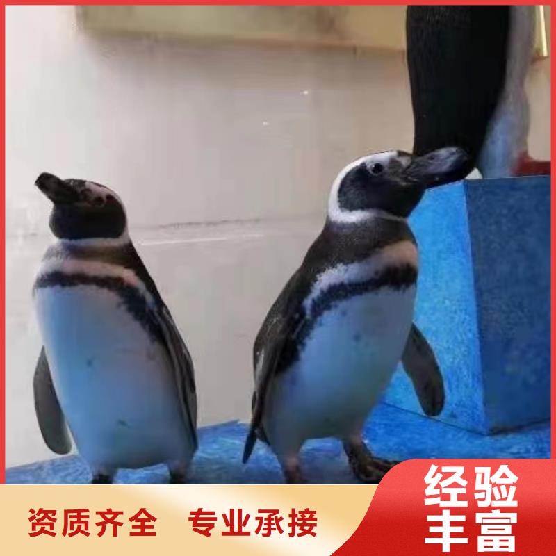 海洋主題動物表演 動物雜技表演租賃遵守合同