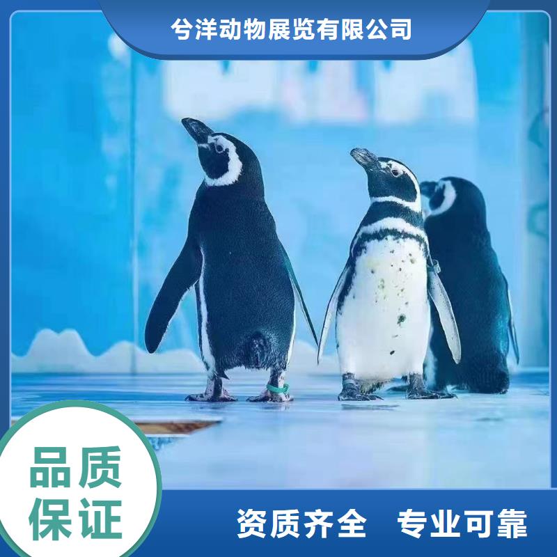 美人魚表演出租