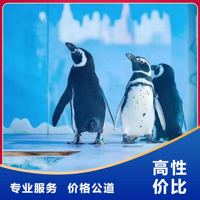 出租海狮表演价格