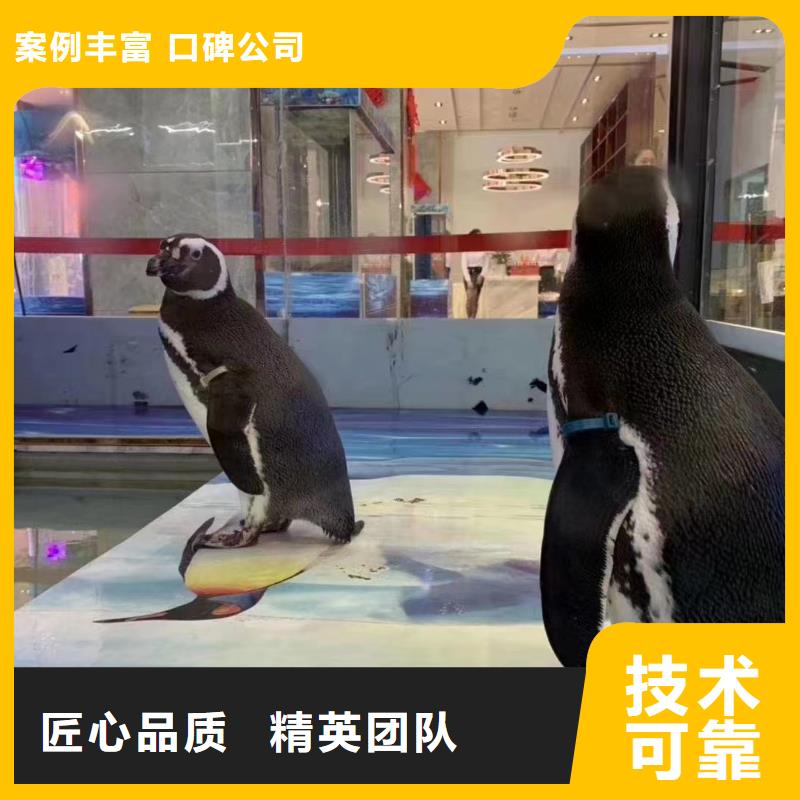 海洋主題動物表演出租表演鸚鵡服務熱情